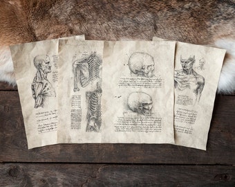4 Pagine di Studi Anatomici - Set II - Voci di diario di anatomia ispirate a Leonardo da Vinci