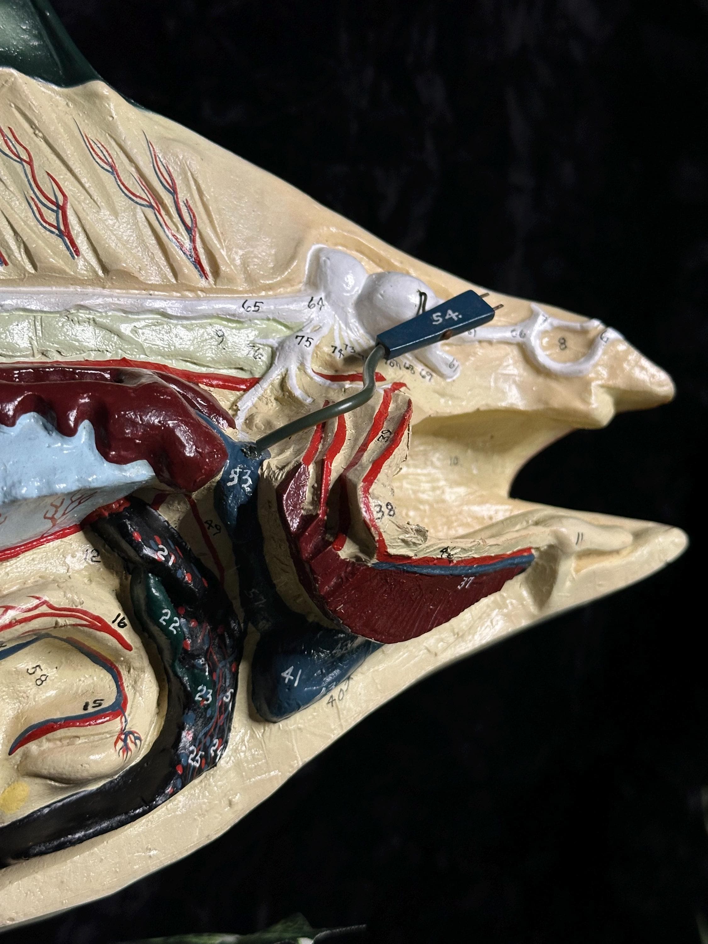 Vintage Numbered Anatomical Dissection Model of a Perch Fish Unmarked ...