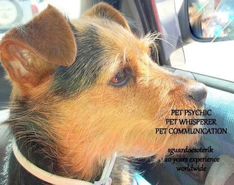 PSYCHIC PET READING, Same day Pet Psychic Communication, Passed away Pets, pdf file.