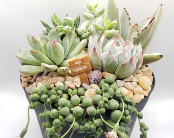 May include: A succulent garden arrangement in a black pot with a small wooden sign that says "My Garden". The arrangement includes a variety of succulents, including echeveria, string of pearls, and sedum.