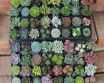 Può includere: Una collezione di 64 piccole piante grasse in vasi singoli disposti a griglia. Le piante sono di vari colori: verde, marrone e grigio.