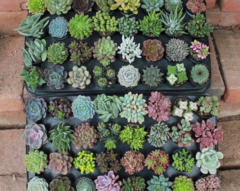 Assorted Succulent in 2.5" container - Upgraded Containers Available - DIY - Weddings, bridal/baby shower, events, party, corporate gifts