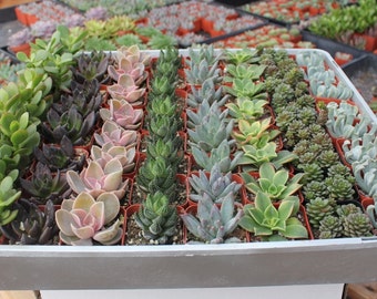 Wedding/Event Succulent in 2" container - Upgraded Containers Available - Weddings, bridal/baby shower, events, party, corporate gifts