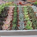 see more listings in the Succulent 2" Container section