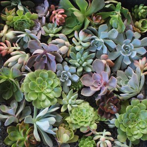 ONE (1) ROSETTE Succulent CUTTINGS (1-3") - Wedding bouquets, wall gardens, wreath, topiary, decor