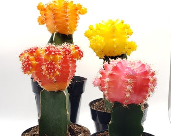 Neon Glow Cactus in 2.5" container - Weddings, bridal shower, baby shower, events, party, birthday, corporate gifts, decor