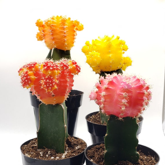 Neon Glow Cactus in 2.5" Container - Weddings, Bridal Shower, Baby Shower,  Events, Party, Birthday, Corporate Gifts, Decor - Etsy
