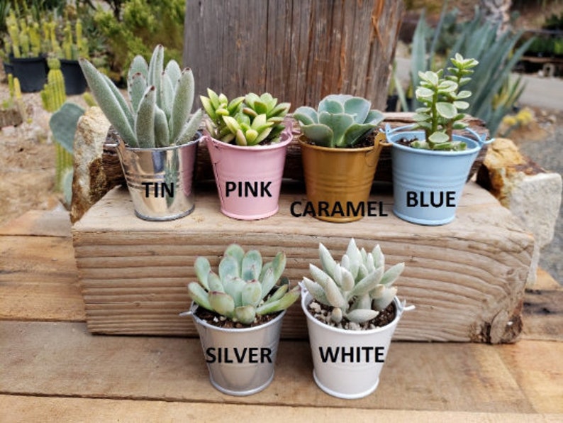 Rosettes Only Succulent in 2 container Upgraded Containers Available DIY image 4