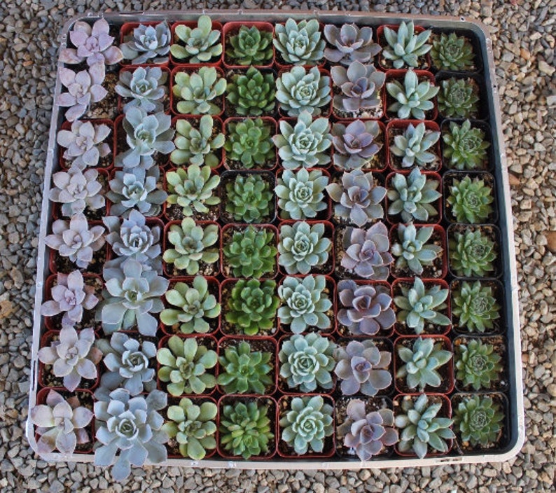 Rosettes Only Succulent in 2 container Upgraded Containers Available DIY image 7