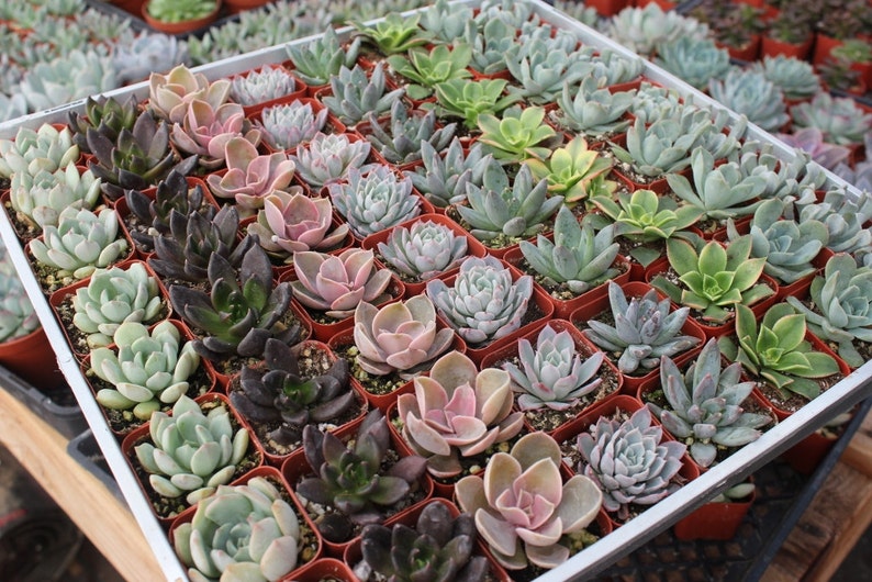 Rosettes Only Succulent in 2 container Upgraded Containers Available DIY image 1