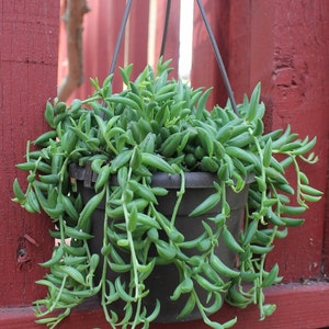 May include: A hanging planter with long, trailing green succulent plants. The planter is made of dark gray plastic and is hanging from a red wooden fence.