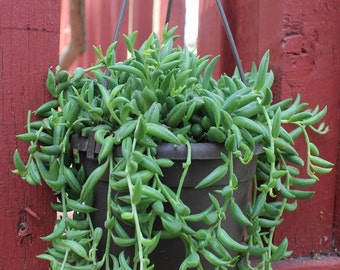 1 Beautiful String of Banana in a 6" round pot perfect for your house or use for succulent cuttings or for a gift+