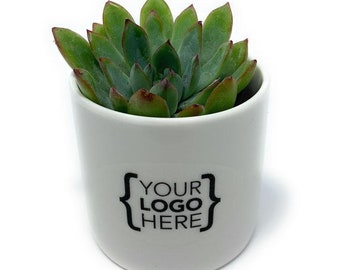 Corporate Gift - ONE - 2.5" Assorted Succulents and Ceramic Pots with Custom Sticker