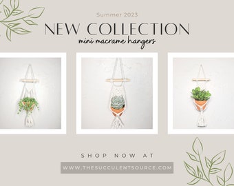 Mini Macrame Hanger with 2.5" live succulent plant