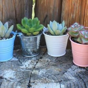 Rosettes Only Succulent in 2 container Upgraded Containers Available DIY image 8