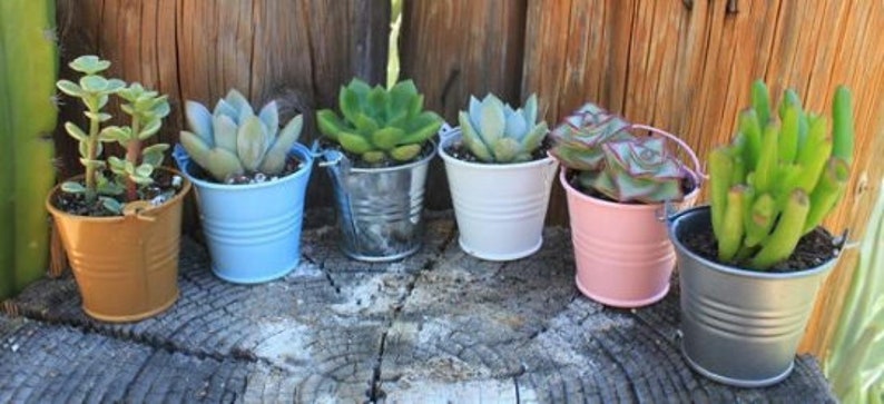 Rosettes Only Succulent in 2 container Upgraded Containers Available DIY image 8