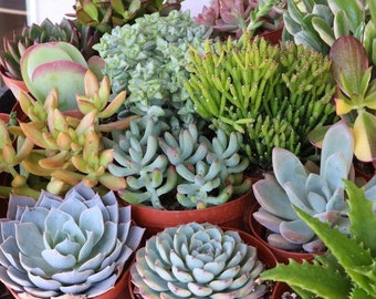 Assorted Succulent in 4" container - Upgraded Containers Available - DIY - Weddings, bridal/baby shower, events, party, corporate gifts
