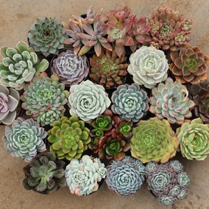 May include: Assortment of 20 succulent plants in small pots. The succulents are arranged in a circle and feature a variety of colors, shapes, and textures.