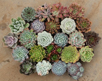Può includere: Assortimento di 20 piante grasse in piccoli vasi. Le piante grasse sono disposte in cerchio e presentano una varietà di colori, forme e texture.