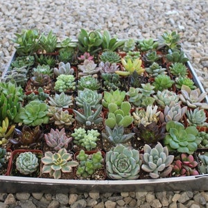 Assorted Succulent in 2" container - Upgraded Containers Available - Weddings, bridal/baby shower, events, party, birthday, corporate gifts