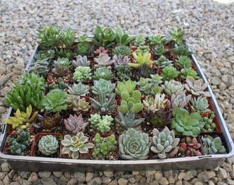 Assorted Succulent in 2" container - Upgraded Containers Available - Weddings, bridal/baby shower, events, party, birthday, corporate gifts