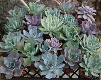 Rosette Only Succulent in 4" container - Upgraded Containers Available - DIY - Weddings, bridal/baby shower, events, party, corporate gifts