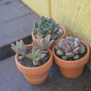 Rosettes Only Succulent in 2 container Upgraded Containers Available DIY 2" Terra Pot