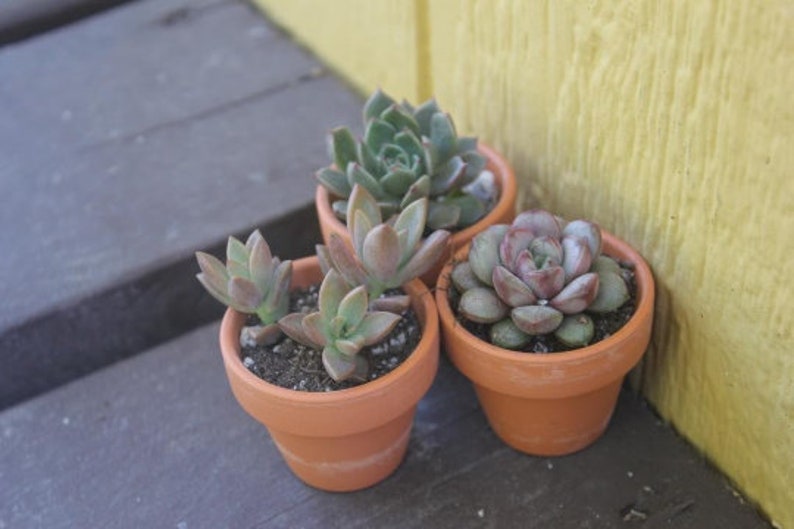 Rosettes Only Succulent in 2 container Upgraded Containers Available DIY 2" Terra Pot