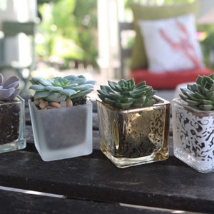 Rosettes Only Succulent in 2 container Upgraded Containers Available DIY image 6