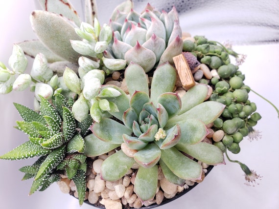 mini pot plants Self-Watering Mini Planter Pot with Trellis