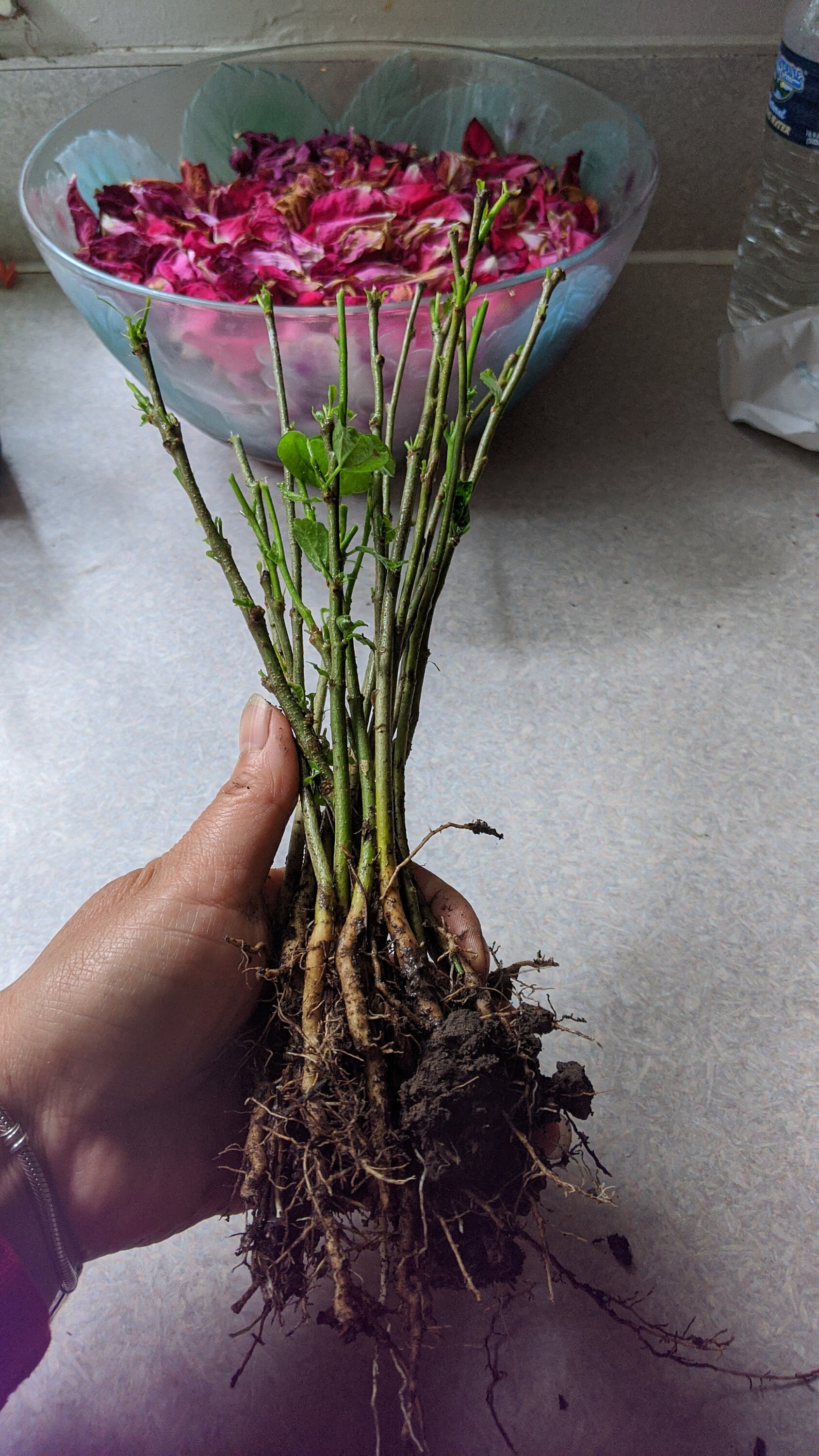 10 Roots Rose of Sharon Hibiscus Plant Shrub Flower Tree PERENNIAL 8