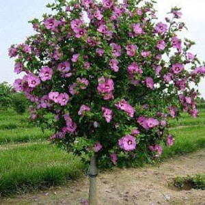 15 Roots Rose of Sharon Hibiscus Plant Shrub Flower Tree PERENNIAL 3&quot;-5&quot; tall