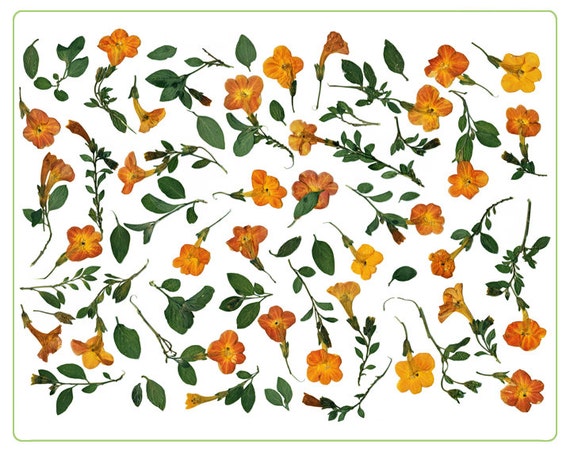 Featured image of post Printable Pictures Of Real Flowers