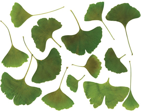 clip art ginkgo leaf