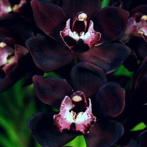 May include: Close-up of a black orchid with a deep purple hue and a white center. The orchid has multiple petals and is in full bloom.