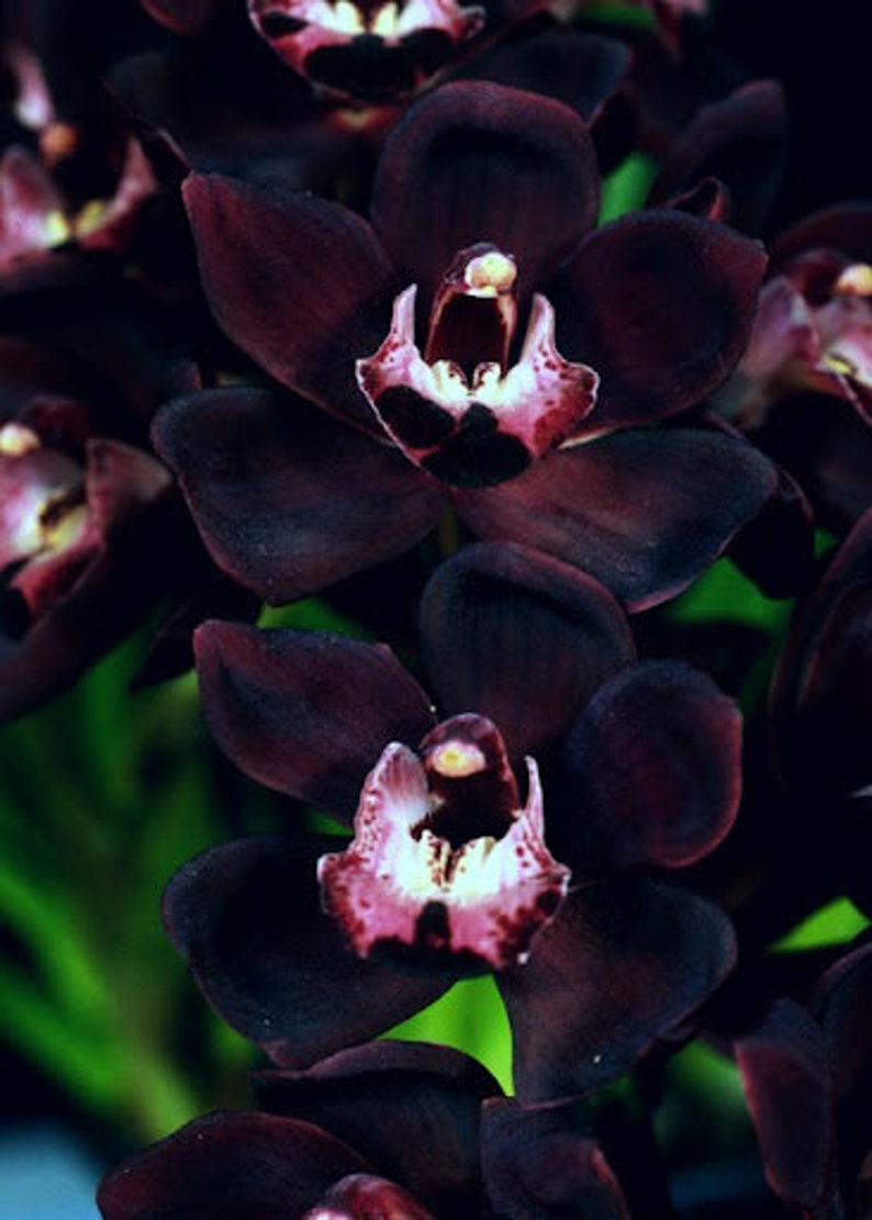 May include: Close-up of a black orchid with a deep purple hue and a white center. The orchid has multiple petals and is in full bloom.