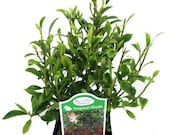 Tiny Limey Weeping Fig - Ficus - 2.5 quot Pot - Fairy Garden Plant or Bonsai