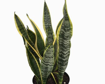 Laurentii Snake Plant - Sanseveria - Impossible to kill! - 6" Pot
