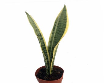 Laurentii Snake Plant - Sanseveria - Impossible to kill! - 4" Pot