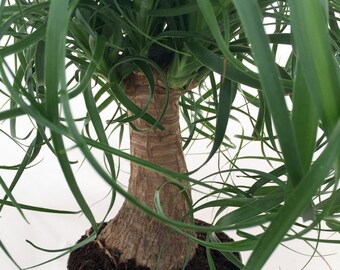 Guatemalan Red Ponytail Palm - Beaucarnea - 6" pot - Easy to Grow