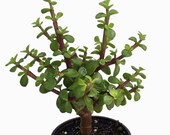 Mini Jade Plant - Portulacaria afra - 4 quot Pot