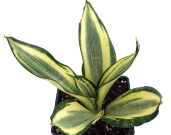 Golden Hahnii Birdsnest Snake Plant -Sanseveria-Almost Impossible to Kill-4" Pot