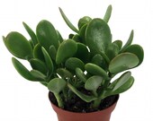 Jade Plant - Crassula ovuta - Easy to Grow - 4 quot Pot