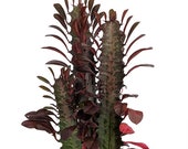 Royal Red African Milk Tree - Euphorbia trigona - Easy to grow - 4 quot Pot