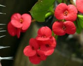 Karola Crown of Thorns Plant - Red Blooms - Euphorbia -3 quot Clay Pot