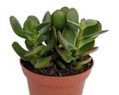 Mini Leaf Jade Plant - Crassula - Easy to Grow - 3 quot Pot