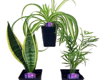 Hirt's House Plant Collection - Includes Snake Plant / Spider Plant / Parlor Palm - 4" Pots