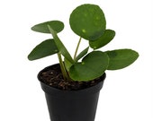 Chinese Money Plant - Pass It On Plant-Pilea peperomioides - 2.5 quot Plastic Pot