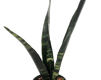 Black Coral Snake Plant - Sanseveria - Almost Impossible to kill - 4" Pot