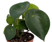 Raindrop Chinese Money Plant - Peperomia polybotrya - 2.5 quot Pot - Easy to Grow
